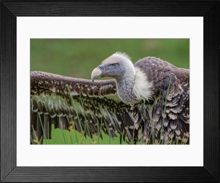Framed Print : Ruppel's griffon vulture, Critically endangered species Date: 07-06-2021 Framed Print : Ruppel's griffon vulture, Critically endangered species Date: 07-06-2021