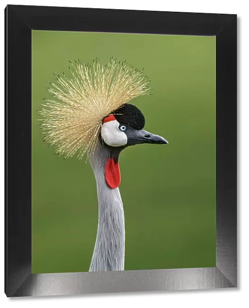 African crowned crane Date: 07-06-2021