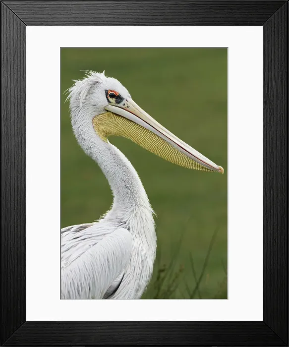 Framed Print : Pink-backed Pelican Date: 07-06-2021