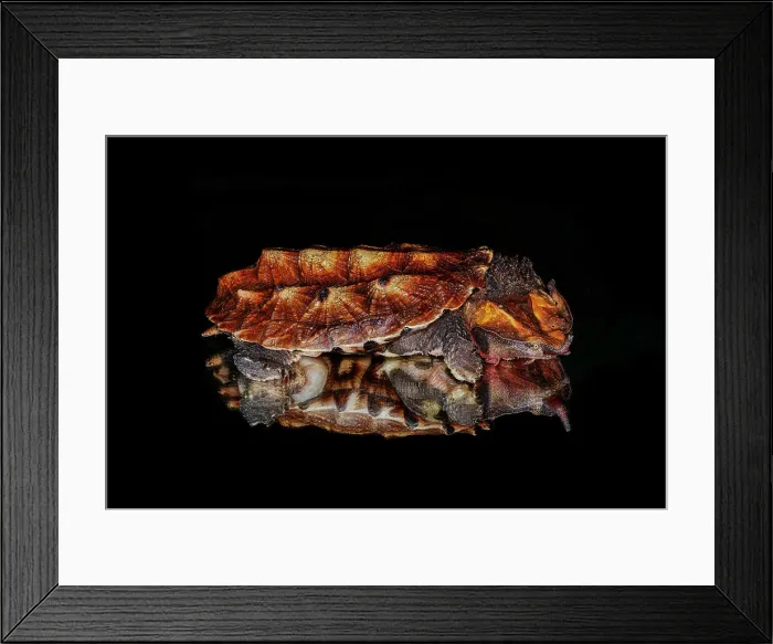 Framed Print : Mata mata turtle reflected on reflective surface, native to South America Date: 31-12-1999 Framed Print : Mata mata turtle reflected on reflective surface, native to South America Date: 31-12-1999