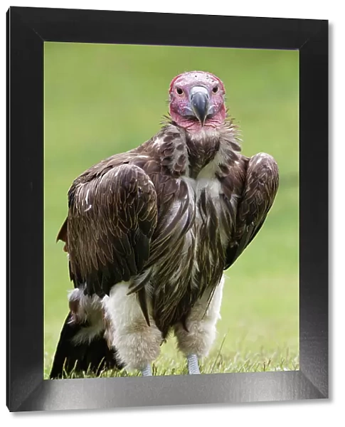 Lappet-faced vulture or Nubian Vulture Date: 07-06-2021
