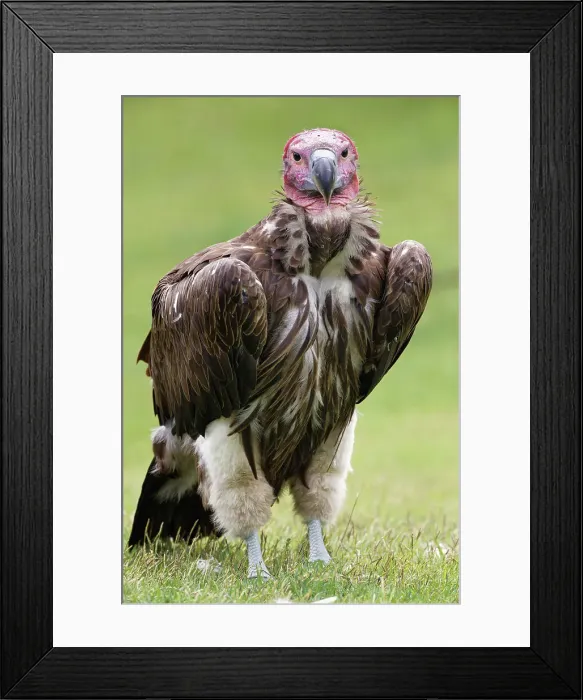 Framed Print : Lappet-faced vulture or Nubian Vulture Date: 07-06-2021 Framed Print : Lappet-faced vulture or Nubian Vulture Date: 07-06-2021