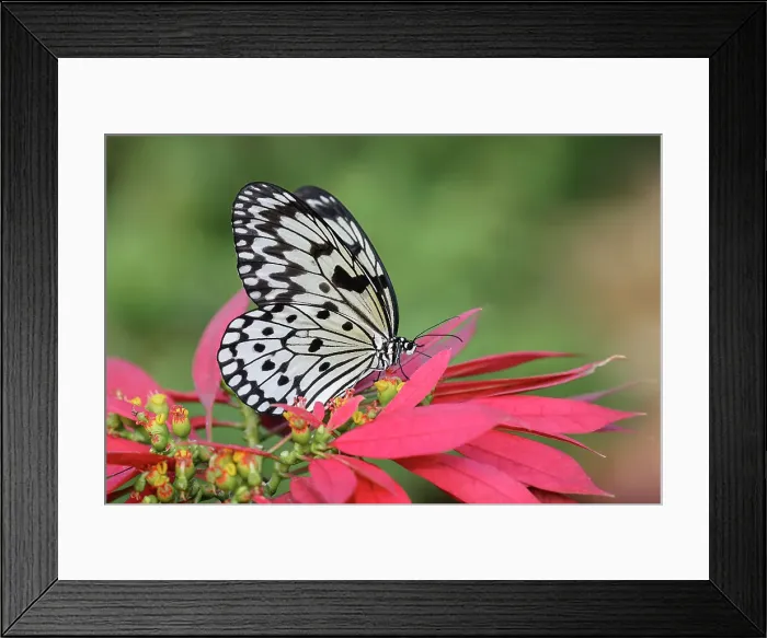 Framed Print : Paper kite or Large tree nymph butterfly Date: 31-12-1999 Framed Print : Paper kite or Large tree nymph butterfly Date: 31-12-1999