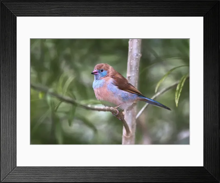 Framed Print : Female Red-cheeked cordon-bleu Date: 31-12-1999 Framed Print : Female Red-cheeked cordon-bleu Date: 31-12-1999