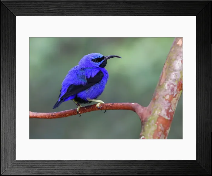 Framed Print : Yellow-legged honeycreeper, native to South America Date: 31-12-1999 Framed Print : Yellow-legged honeycreeper, native to South America Date: 31-12-1999