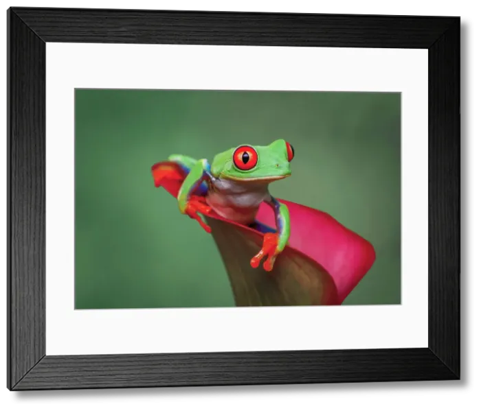 Framed Print : Red-eyed tree frog Date: 31-12-1999 Framed Print : Red-eyed tree frog Date: 31-12-1999