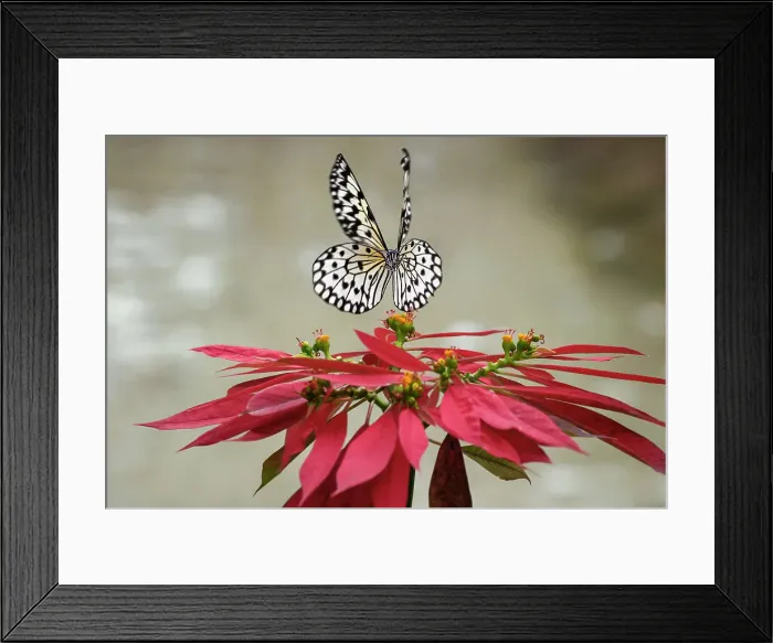Framed Print : Paper kite or Large tree nymph butterfly flying Date: 31-12-1999 Framed Print : Paper kite or Large tree nymph butterfly flying Date: 31-12-1999