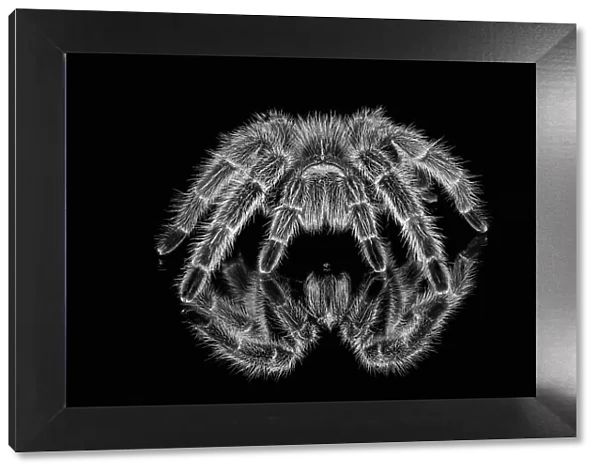 Black and white of Mexican redknee tarantula reflected on mirror. Date: 31-12-1999