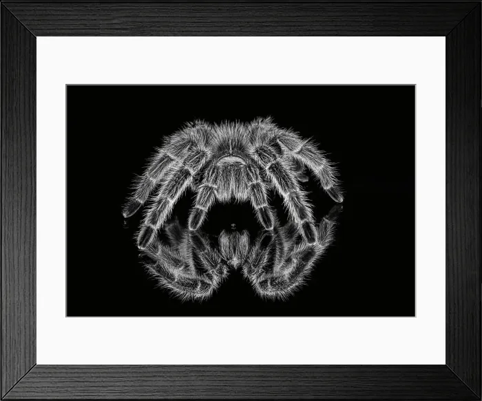 Framed Print : Black and white of Mexican redknee tarantula reflected on mirror. Date: 31-12-1999 Framed Print : Black and white of Mexican redknee tarantula reflected on mirror. Date: 31-12-1999