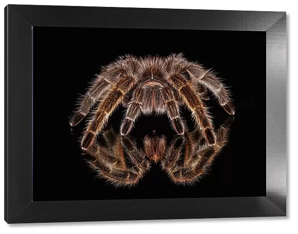 Mexican redknee tarantula reflected on mirror. Date: 31-12-1999
