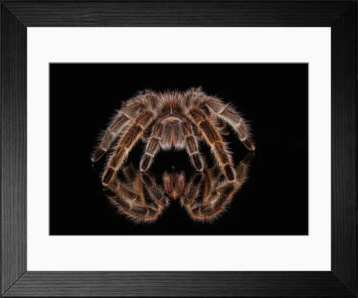 Framed Print : Mexican redknee tarantula reflected on mirror. Date: 31-12-1999 Framed Print : Mexican redknee tarantula reflected on mirror. Date: 31-12-1999
