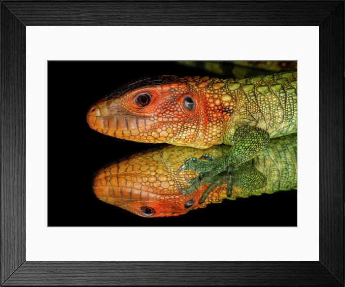 Framed Print : Caiman lizard reflected on glass. Date: 31-12-1999 Framed Print : Caiman lizard reflected on glass. Date: 31-12-1999