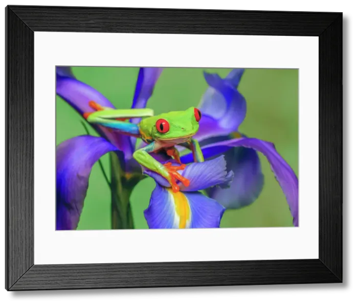 Framed Print : Red-eyed tree frog climbing on iris flower. Date: 31-12-1999 Framed Print : Red-eyed tree frog climbing on iris flower. Date: 31-12-1999