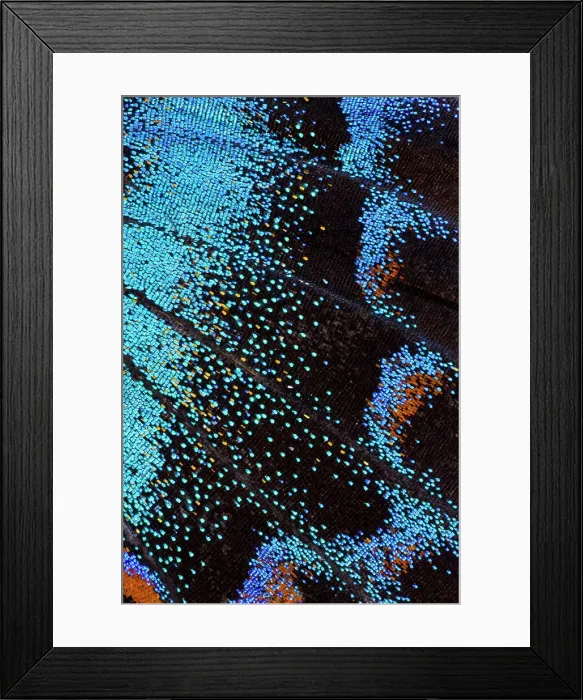 Framed Print : Red-spotted purple butterfly, Limenitis arthemis Date: 10-12-2008 Framed Print : Red-spotted purple butterfly, Limenitis arthemis Date: 10-12-2008