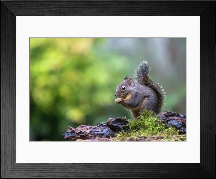 Framed Print : Douglas Squirrel standing on a log eating a nut. Date: 25-01-2015 Framed Print : Douglas Squirrel standing on a log eating a nut. Date: 25-01-2015