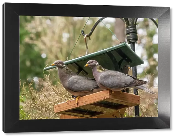 Two Band-tailed Pigeons in a birdfeeder Date: 01-09-2010