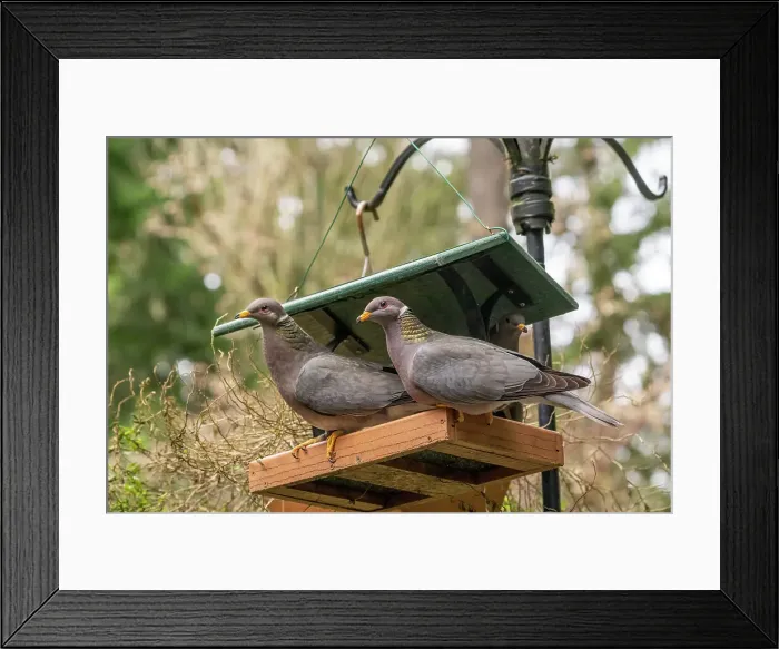 Framed Print : Two Band-tailed Pigeons in a birdfeeder Date: 01-09-2010 Framed Print : Two Band-tailed Pigeons in a birdfeeder Date: 01-09-2010