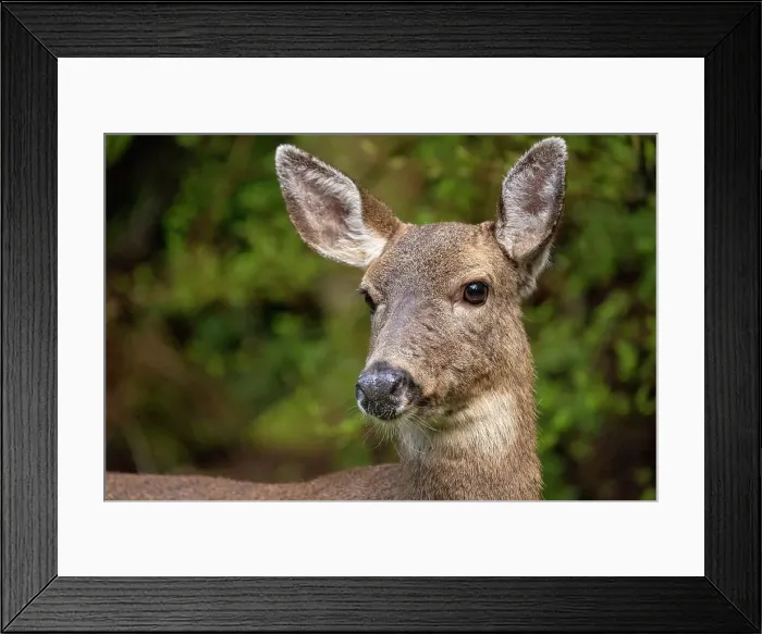 Framed Print : Black-tailed doe Date: 23-03-2021 Framed Print : Black-tailed doe Date: 23-03-2021
