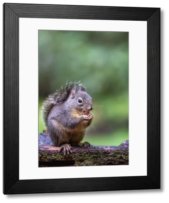 Framed Print : Douglas Squirrel standing on a log eating a peanut. Date: 25-01-2015 Framed Print : Douglas Squirrel standing on a log eating a peanut. Date: 25-01-2015