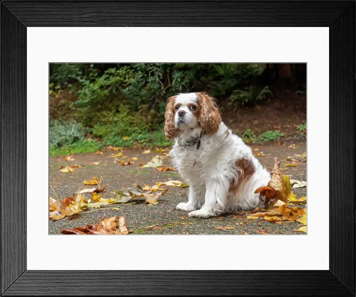 Framed Print : Cavalier King Charles Spaniel, on her driveway in Autumn. (PR) Date: 30-10-2020