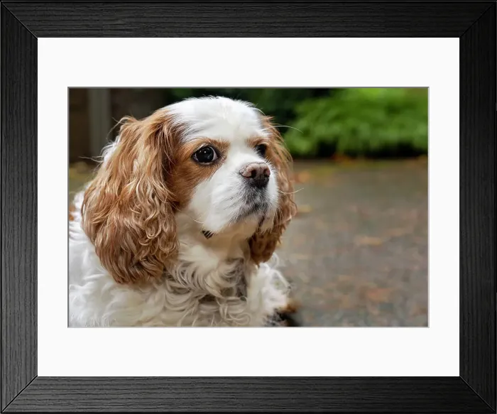 Framed Print : Cavalier King Charles Spaniel, on her driveway in Autumn. (PR) Date: 30-10-2020 Framed Print : Cavalier King Charles Spaniel, on her driveway in Autumn. (PR) Date: 30-10-2020