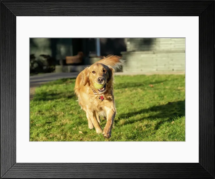 Framed Print : Ten week old Red Golden Retriever puppy. (PR) Date: 04-12-2020 Framed Print : Ten week old Red Golden Retriever puppy. (PR) Date: 04-12-2020