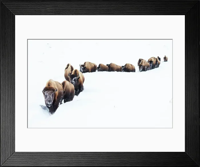 Framed Print : Bison, winter migration Framed Print : Bison, winter migration