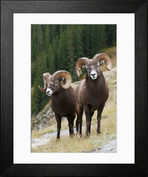 Framed Print : Rocky Mountain bighorn sheep rams Date: 01-10-2005 Framed Print : Rocky Mountain bighorn sheep rams Date: 01-10-2005