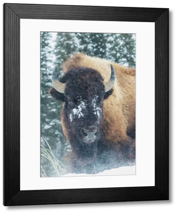Framed Print : Bison Bull, winter wind and snowstorm Date: 04-02-2021 Framed Print : Bison Bull, winter wind and snowstorm Date: 04-02-2021