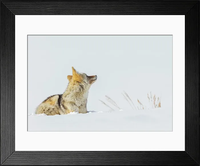 Framed Print : Coyote, winter rest Date: 19-02-2021 Framed Print : Coyote, winter rest Date: 19-02-2021