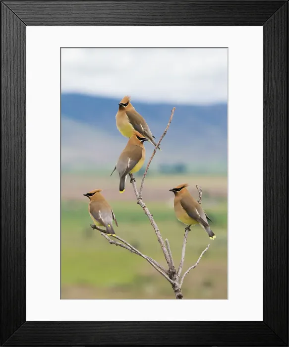 Framed Print : Cedar waxwings, spring migration Framed Print : Cedar waxwings, spring migration