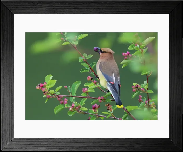 Framed Print : Cedar waxwing with berry Date: 20-06-2016 Framed Print : Cedar waxwing with berry Date: 20-06-2016