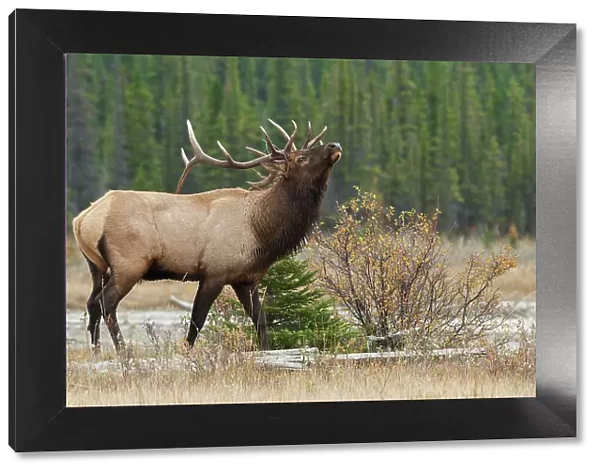 Rocky Mountain bull elk Date: 26-09-2006