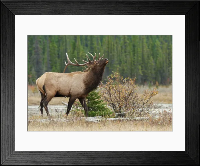 Framed Print : Rocky Mountain bull elk Date: 26-09-2006 Framed Print : Rocky Mountain bull elk Date: 26-09-2006
