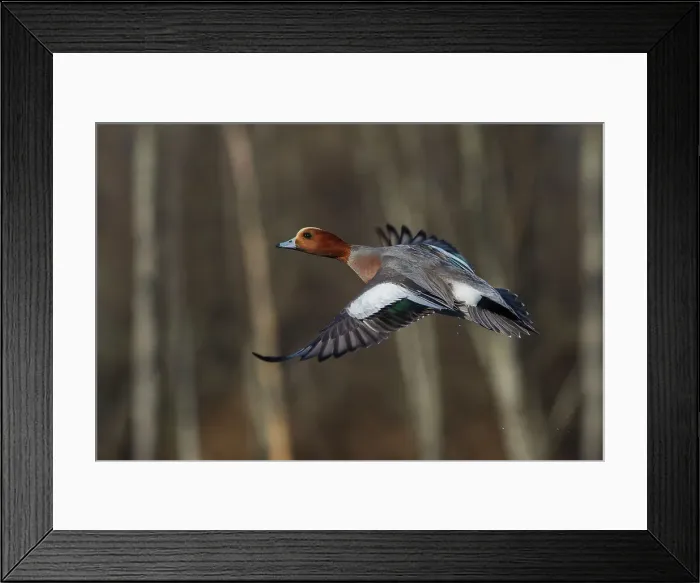 Framed Print : Eurasian wigeon flying Framed Print : Eurasian wigeon flying
