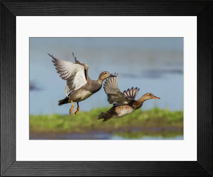 Framed Print : Gadwall pair flying Date: 22-04-2013 Framed Print : Gadwall pair flying Date: 22-04-2013