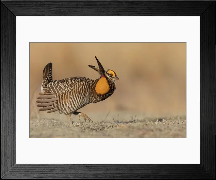 Framed Print : Greater prairie chicken, morning dance Date: 08-04-2020