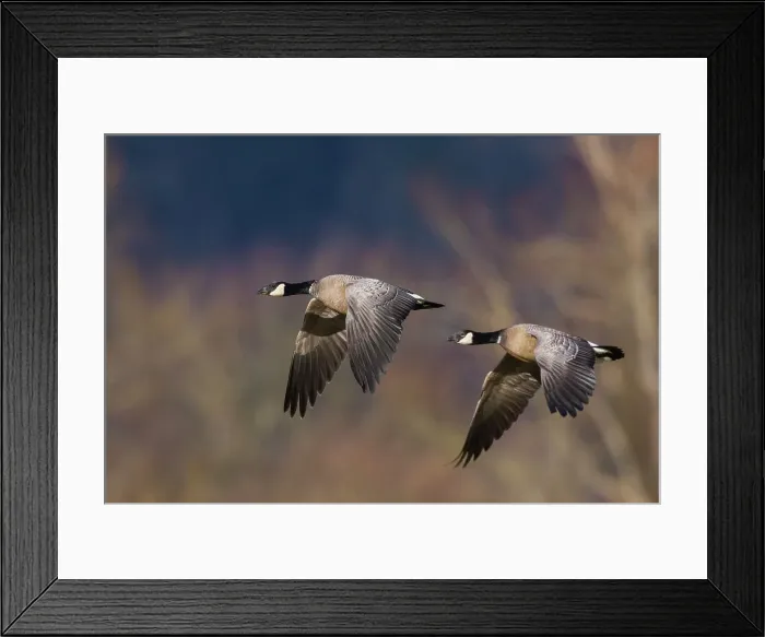 Framed Print : Aleutian cackling geese Date: 24-12-2007 Framed Print : Aleutian cackling geese Date: 24-12-2007