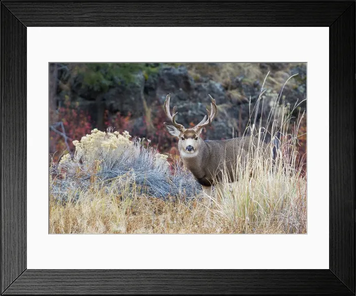 Framed Print : Mule deer buck Date: 13-11-2012 Framed Print : Mule deer buck Date: 13-11-2012