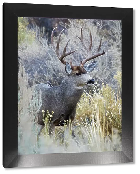 Mule deer buck, emerging from cover Date: 14-11-2012