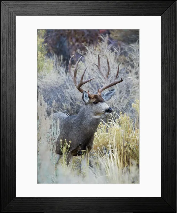 Framed Print : Mule deer buck, emerging from cover Date: 14-11-2012 Framed Print : Mule deer buck, emerging from cover Date: 14-11-2012
