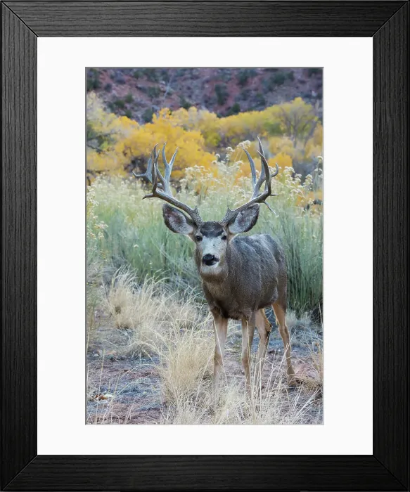 Framed Print : Mule deer buck, high desert autumn Framed Print : Mule deer buck, high desert autumn