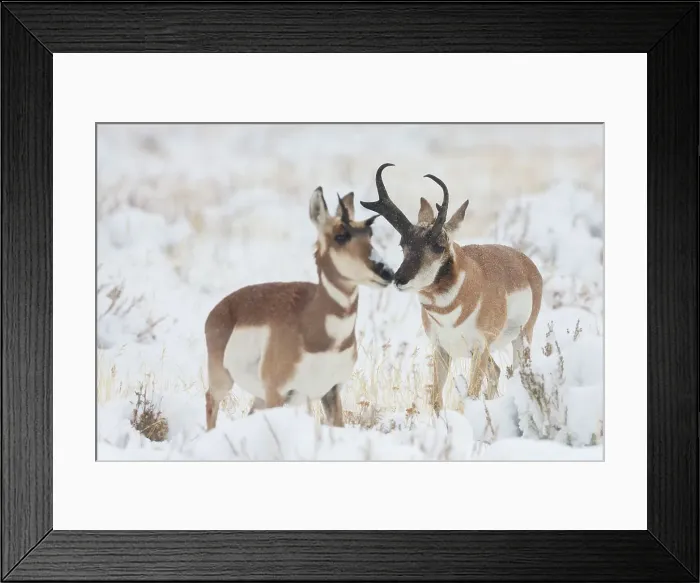 Framed Print : Pronghorn buck courting doe during autumn storm Date: 05-10-2009 Framed Print : Pronghorn buck courting doe during autumn storm Date: 05-10-2009