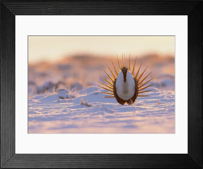 Framed Print : Greater sage-grouse, courtship display