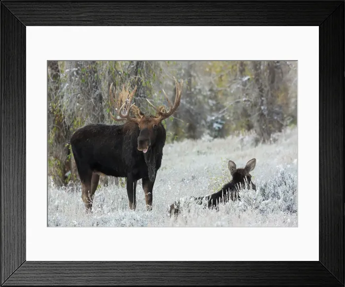 Framed Print : Shiras bull moose courting cow moose Date: 06-10-2009 Framed Print : Shiras bull moose courting cow moose Date: 06-10-2009