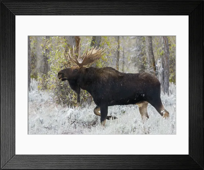 Framed Print : Shiras bull moose Framed Print : Shiras bull moose
