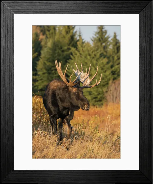 Framed Print : Shiras bull moose Framed Print : Shiras bull moose