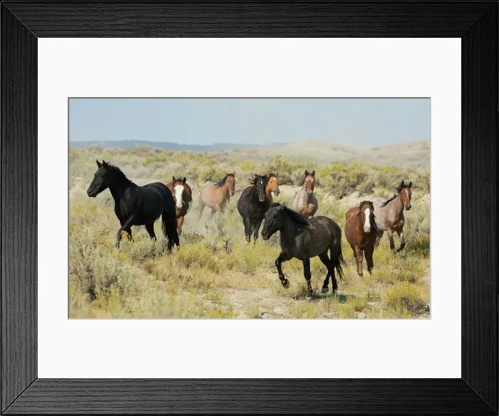 Framed Print : Wild horses approaching waterhole Date: 23-09-2020 Framed Print : Wild horses approaching waterhole Date: 23-09-2020
