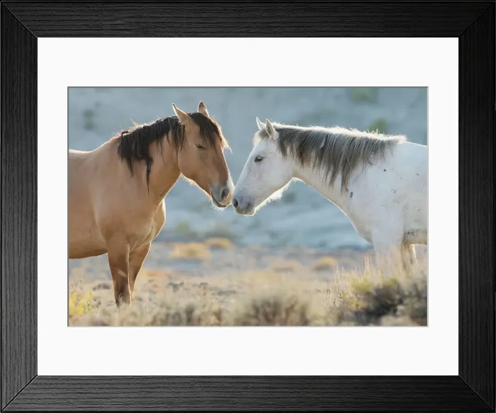 Framed Print : Nose to nose Sand Wash Basin wild mustangs Date: 23-09-2020 Framed Print : Nose to nose Sand Wash Basin wild mustangs Date: 23-09-2020