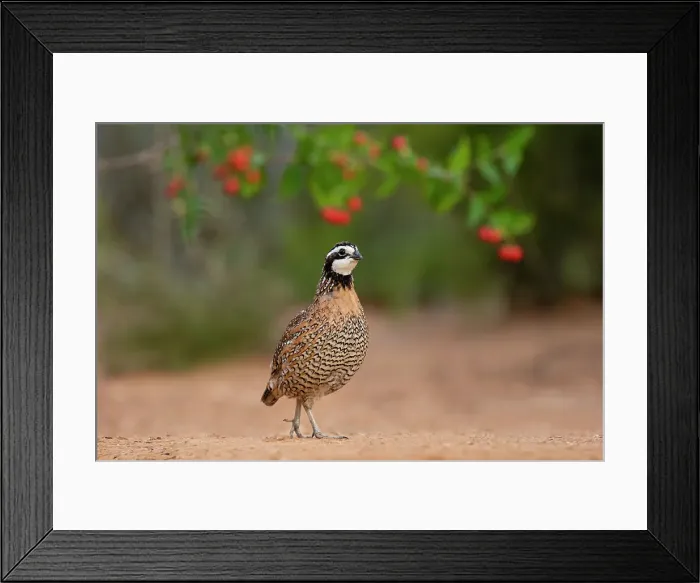 Framed Print : Northern Bobwhite (Colinus virginianus) feeding Date: 06-05-2020 Framed Print : Northern Bobwhite (Colinus virginianus) feeding Date: 06-05-2020